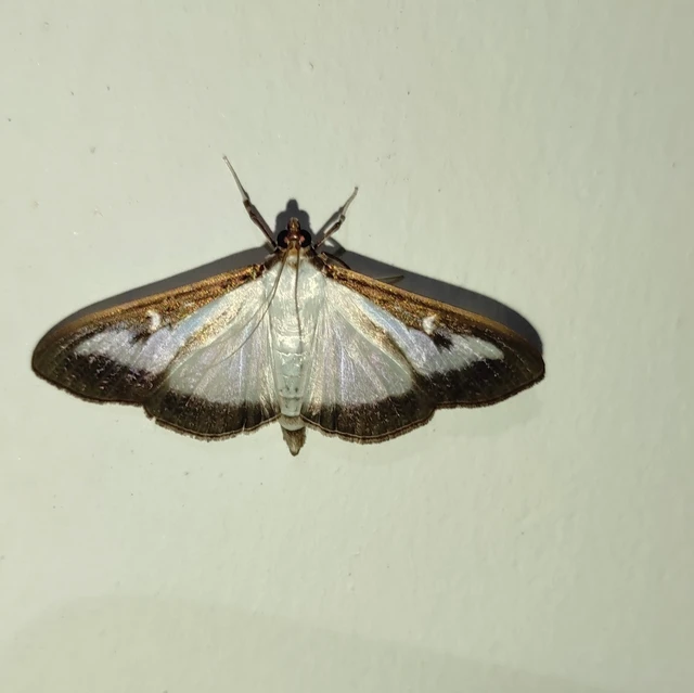 Cydalima perspectalis - puszpáng-tűzmoly