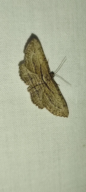 Horisme corticata - barna iszalagaraszoló