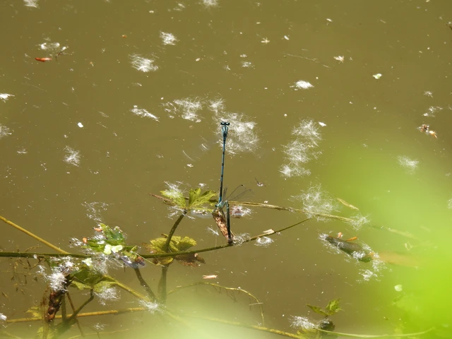 Coenagrion puella - azúrkék légivadász