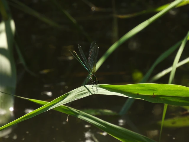Calopteryx splendens - sávos szitakötő