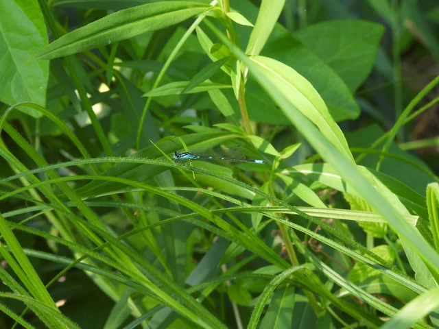 Coenagrion pulchellum - karcsú légivadász