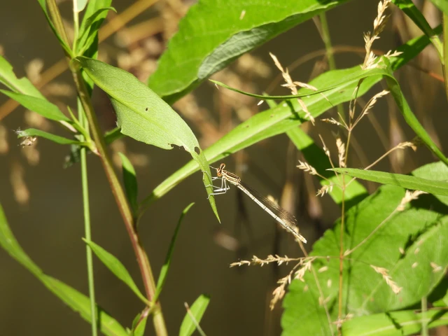 Platycnemis pennipes - széleslábú szitakötő