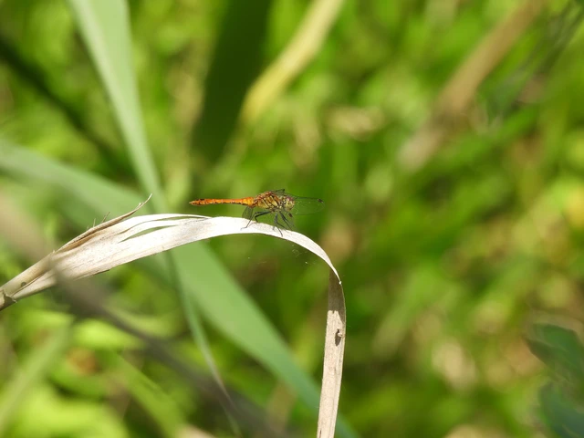 Sympetrum sanguineum - vörös katona-szitakötő