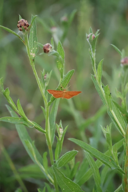Idaea ochrata - okkerszínű sávosaraszoló