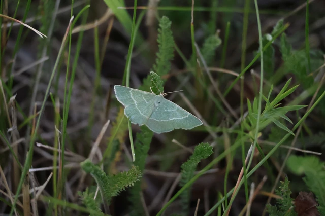 Chlorissa cloraria - sárgászöld araszoló
