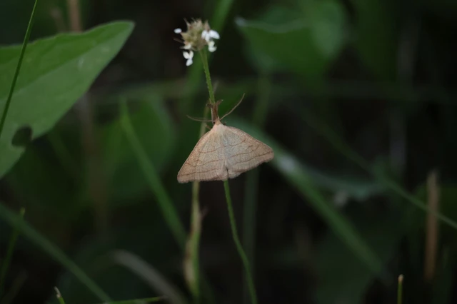 Polypogon tentacularia - sötétaljú karcsúbagoly