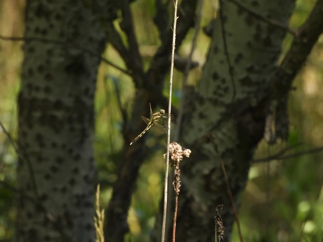 Orthetrum albistylum - fehérfarkú pásztorszitakötő