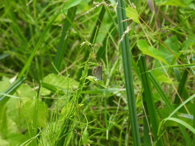 Aricia agestis - szerecsenboglárka