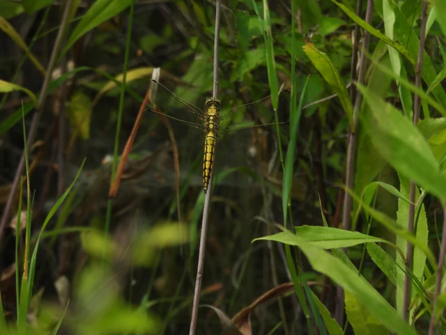 Orthetrum cancellatum - feketefarkú pásztorszitakötő