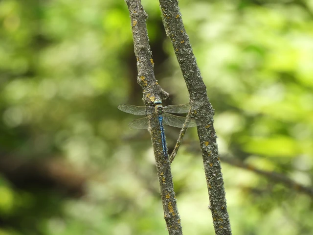 Anax imperator - zöld óriásacsa Anax imperator - zöld óriásacsa