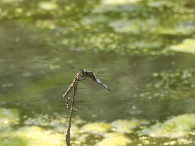 Libellula fulva - kisfoltos laposacsa