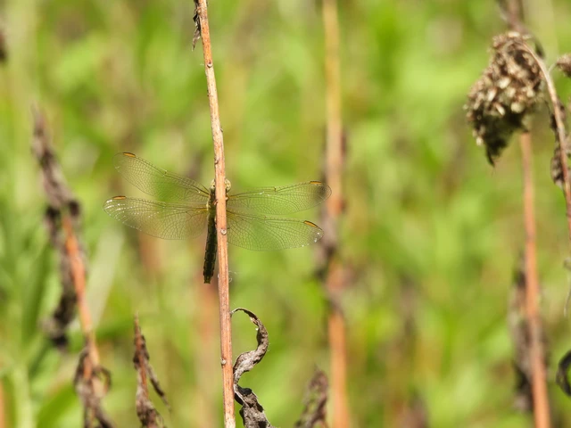 Orthetrum coerulescens - karcsú pásztorszitakötő