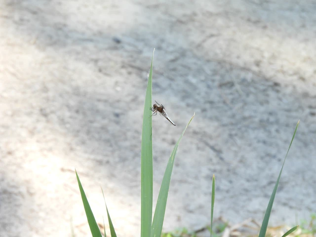 Libellula depressa - széles laposacsa