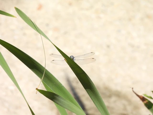 Orthetrum brunneum - pataki pásztorszitakötő