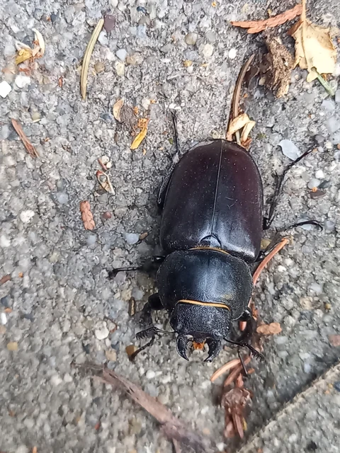 Lucanus cervus - nagy szarvasbogár