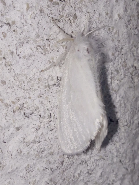 Sphrageidus similis - sárgafarú szövő
