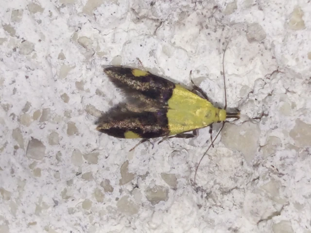 Oecophora bractella - kis díszmoly