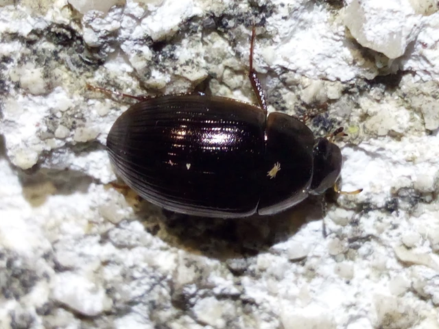 Hydrophilidae - csiborfélék