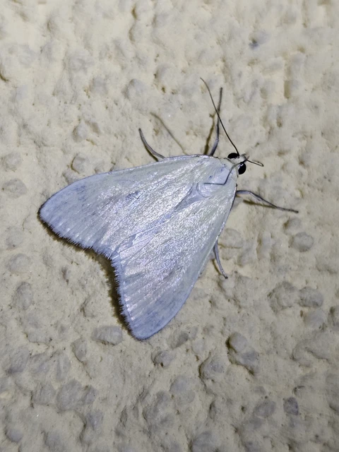 Sitochroa palealis - kénszárnyú dudvamoly