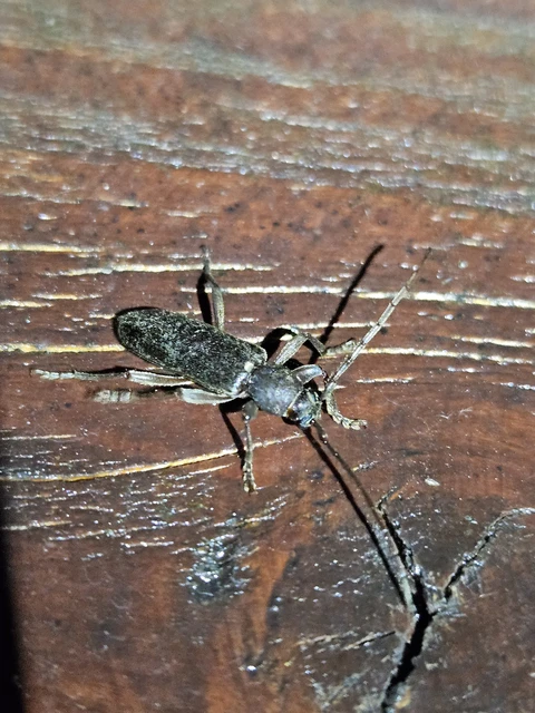 Trichoferus campestris - szállóvendég éjicincér