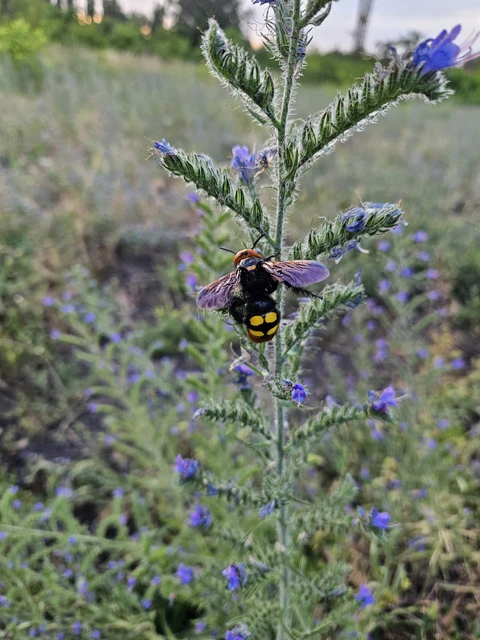 Megascolia maculata - óriás-tőrösdarázs