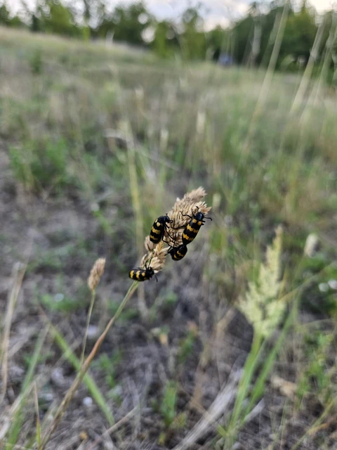Mylabris variabilis - szalagos hólyaghúzó