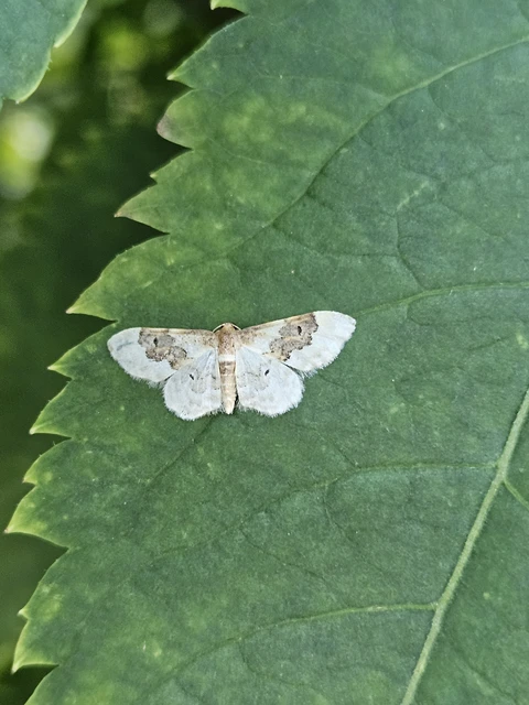 Idaea rusticata - tarka apróaraszoló