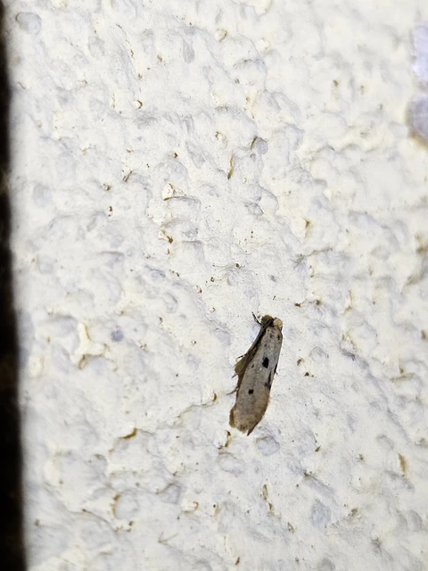Tinea trinotella - hárompettyes fészekmoly