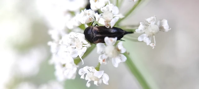 Variimorda villosa - szalagos maróka
