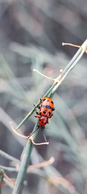 Crioceris quatuordecimpunctata - tizennégypontos spárgabogár