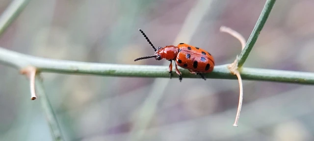 Crioceris duodecimpunctata - tizenkétpontos spárgabogár