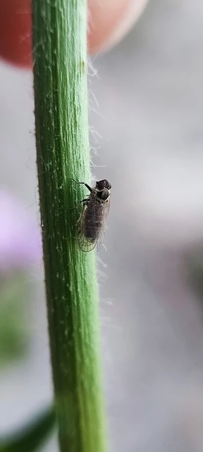 Auchenorrhyncha - Kabócák