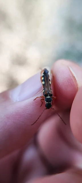 Stenopterus flavicornis - sárgacsápú keskenyfedőscincér