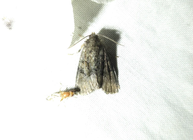 Oligia strigilis/latruncula/versicolor