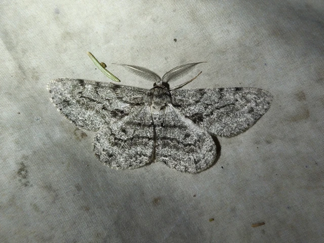 Hypomecis roboraria - nagy tölgyfaaraszoló