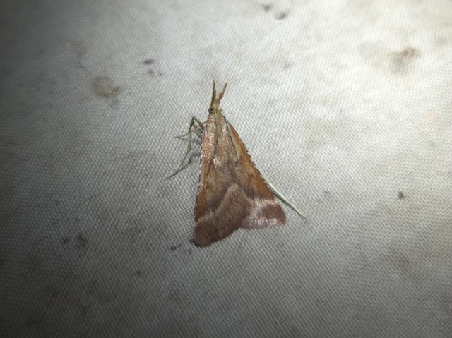 Synaphe punctalis - hosszúlábú fényilonca