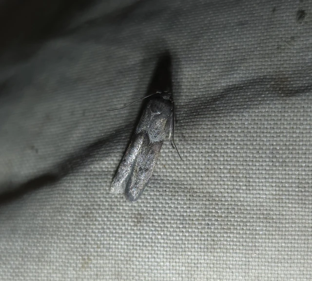Blastobasidae - avarevő-molyfélék