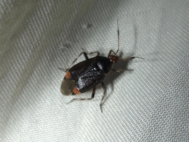 Deraeocoris