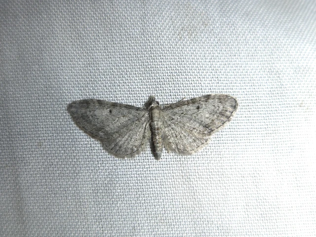 Eupithecia tenuiata - sötétszegélyű törpearaszoló