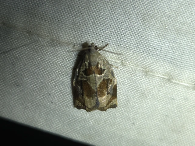 Archips crataegana - cseresznyeilonca