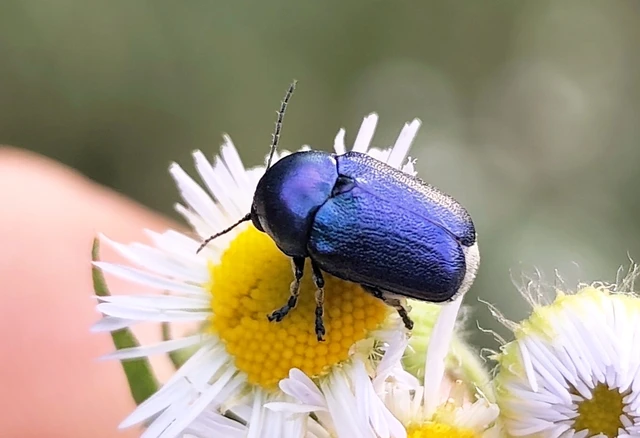 Cryptocephalus