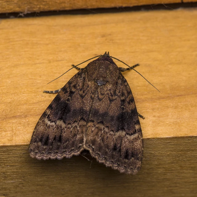 Amphipyra berbera/pyramidea