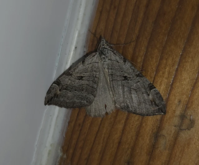 Aplocera plagiata - szürke csíkosaraszoló