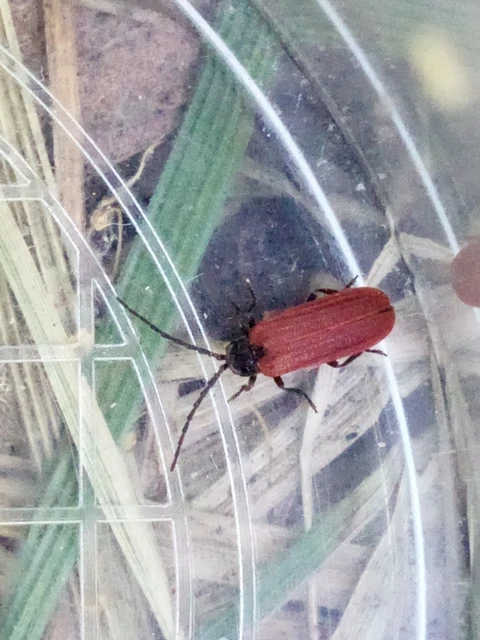Pyropterus nigroruber - skarlátvörös hajnalbogár