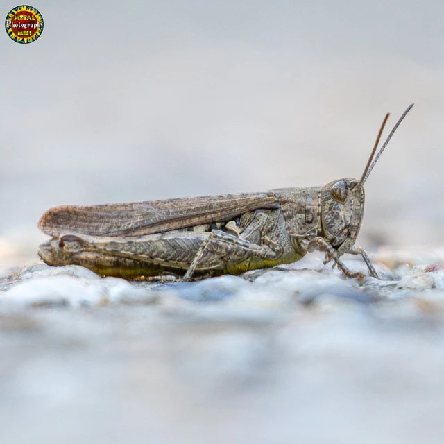 Chorthippus brunneus - közönséges tarlósáska