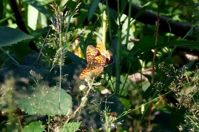 Melitaea athalia - közönséges tarkalepke