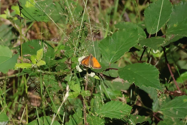Thymelicus lineola - vonalas busalepke