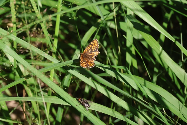 Melitaea athalia - közönséges tarkalepke