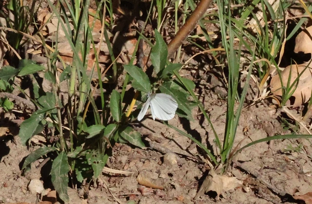 Leptidea sinapis - mustárlepke