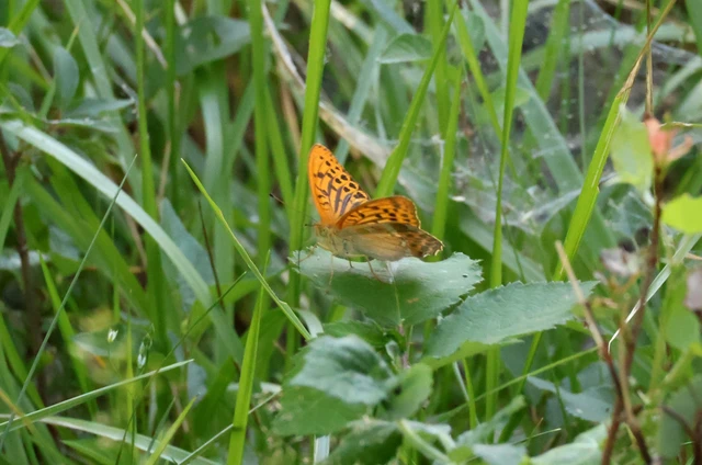 Argynnis paphia - nagy gyöngyházlepke